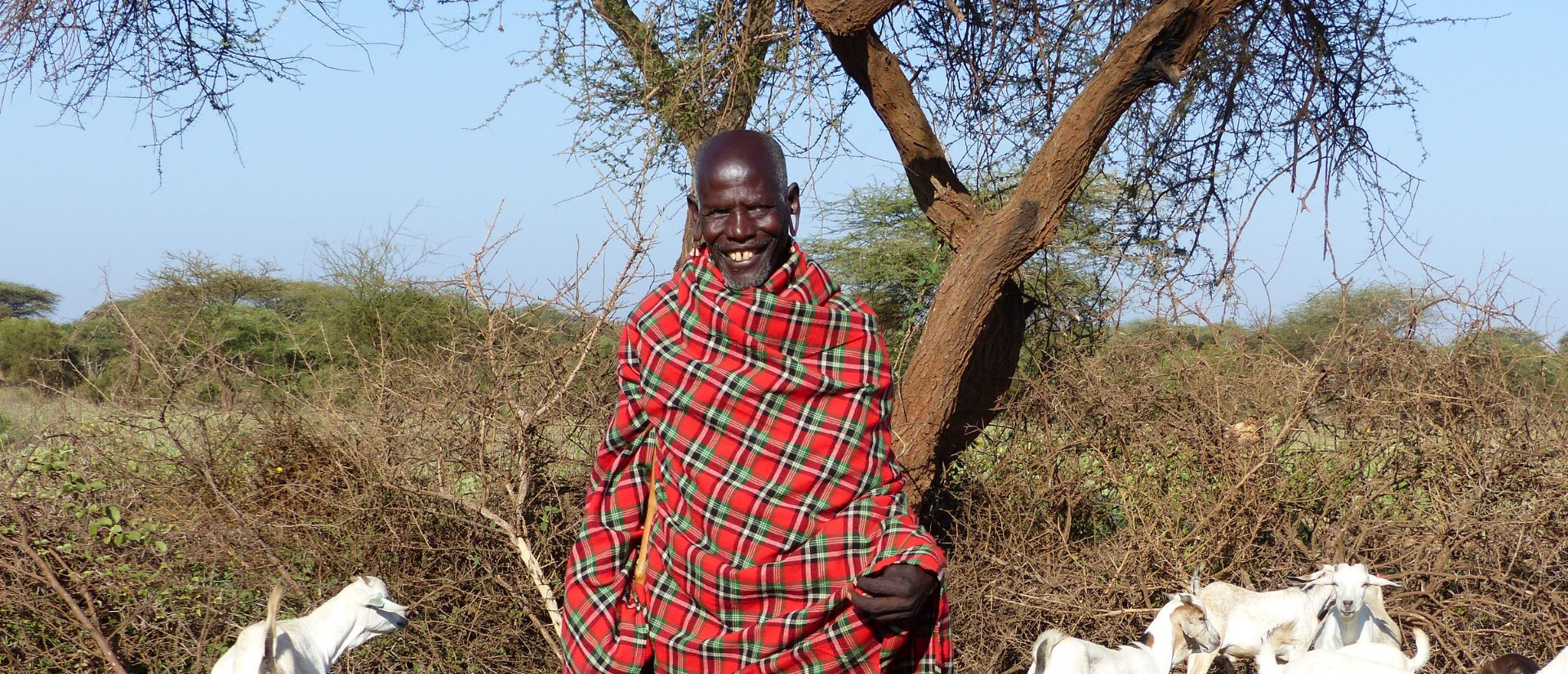 Ein Ziegenhirte steht mit seinen Ziegen vor einem Busch