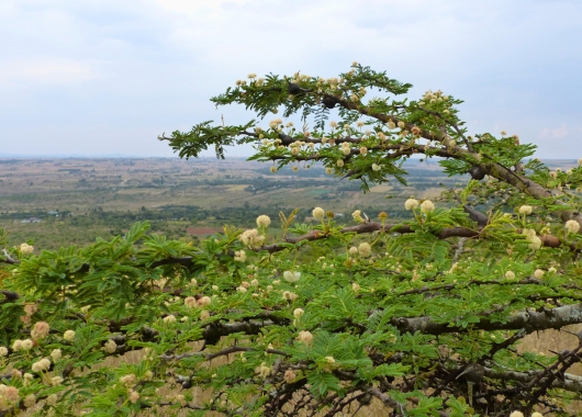 Der Wald von Lusoi ist zurück