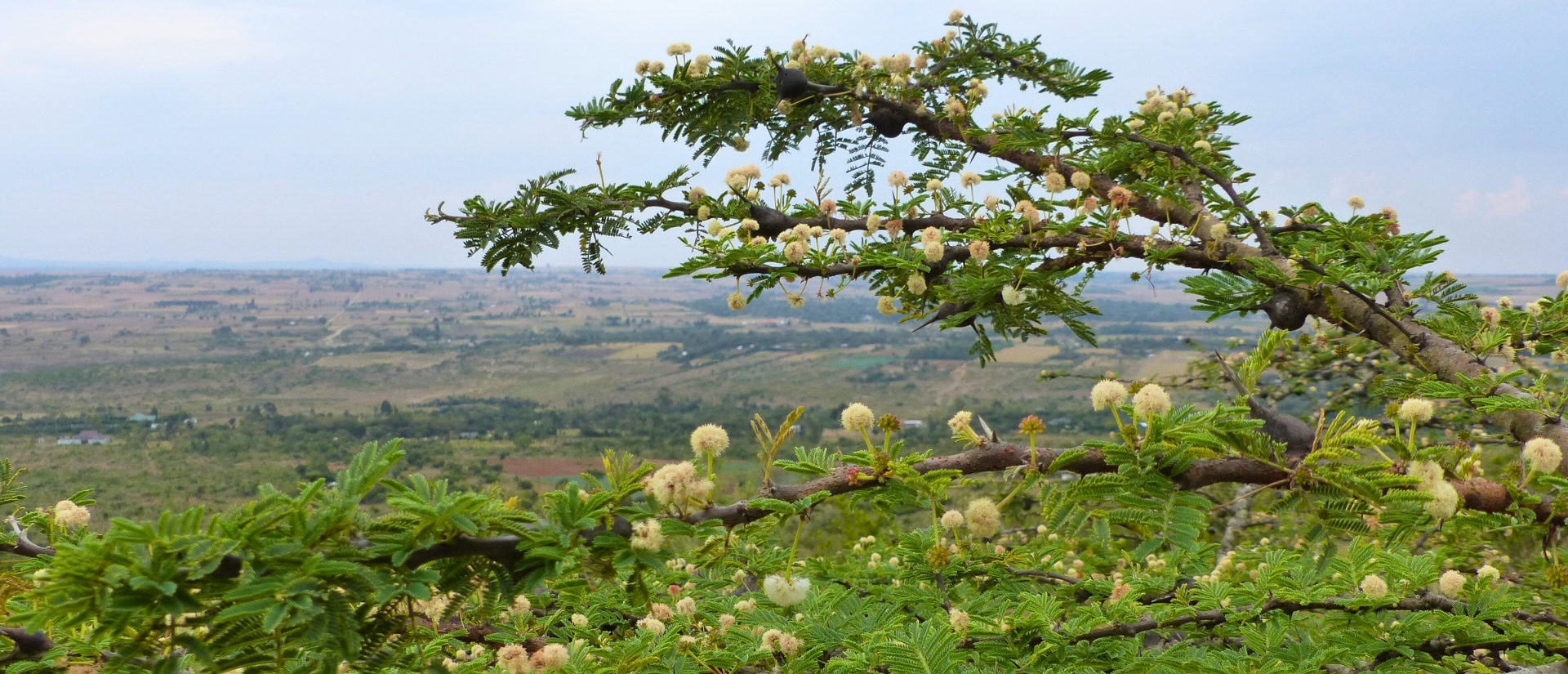 Ein Ast mit beigen Fruchtständen ragt über eine Landschaft mit Feldern und Büschen
