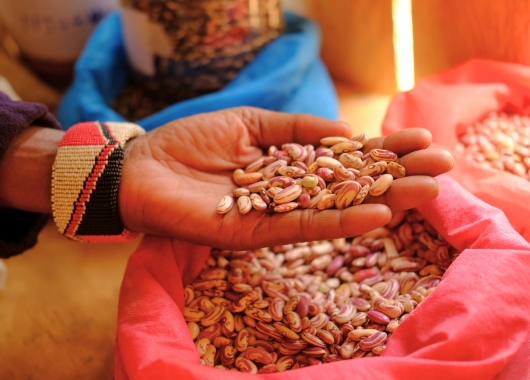 Initiative fordert Erhalt geltender Gentechnikregeln