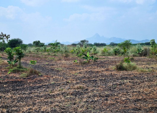 Erdiger Boden, grüne Büsche, blauer Himmel. Im Hintergrund eine Bergkette. 