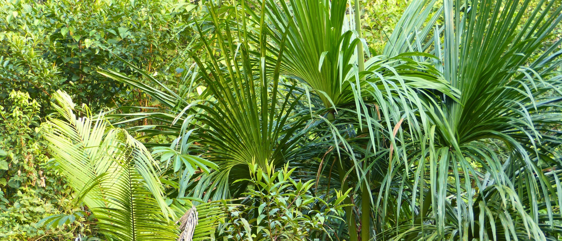 Dichter Regenwald in sattem Grün