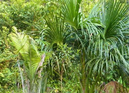 Kahlschlag im Amazonas - Lesung mit Nicole Maron