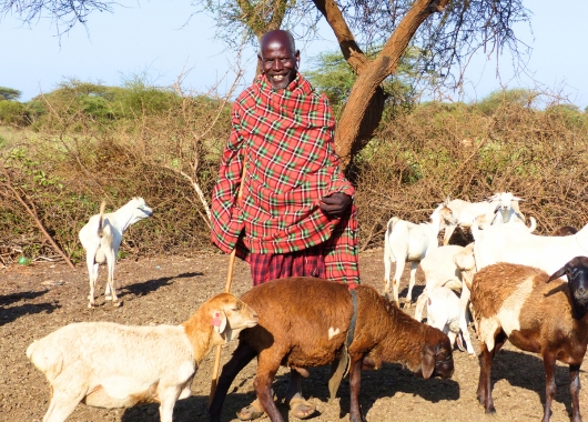 Ziegen und Schafe für Selenkei