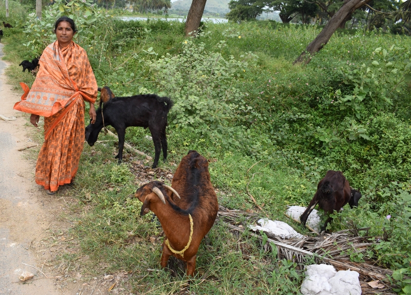 Eine Frau steht am Wegesrand mit mehreren Ziegen, die im Grün neben dem Weg grasen.