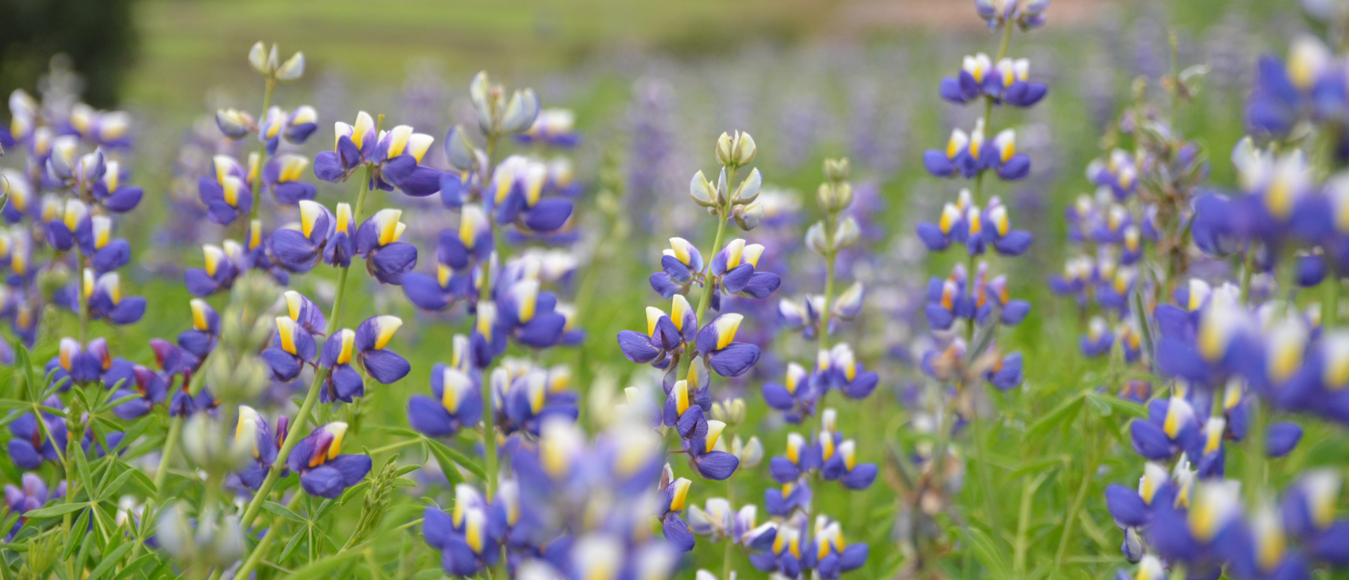 Blau-gelbe Blüten sprießen aus langen, grünen Blumenstängeln.