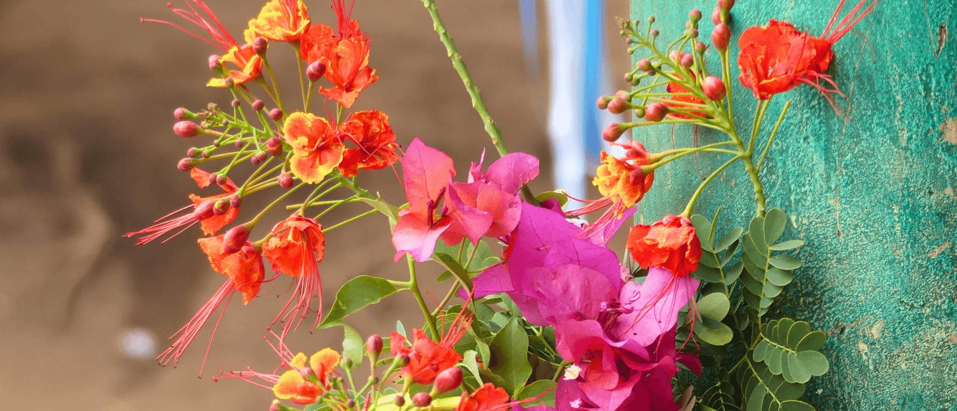 Ein Blumenstrauß mit orangenen und pinken Blüten ist an einer grünen Fläche befestigt.