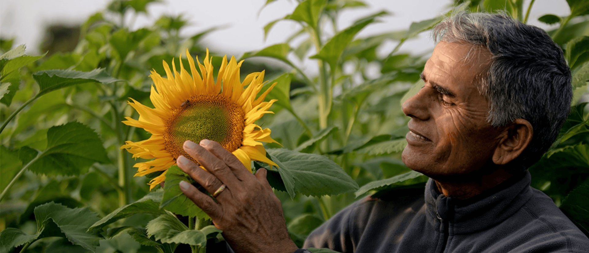 Ein Mann fährt lächelnd mit der Hand über die Blüten einer Sonnenblume.