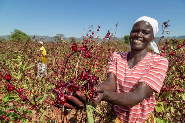 Eine Frau steht auf einem Hibiskusfeld und hält lachend rote Hibiskusblüten in die Kamera. Im Hintergrund eine nur schwer zu erkennende weitere Hibiskuspflückerin.