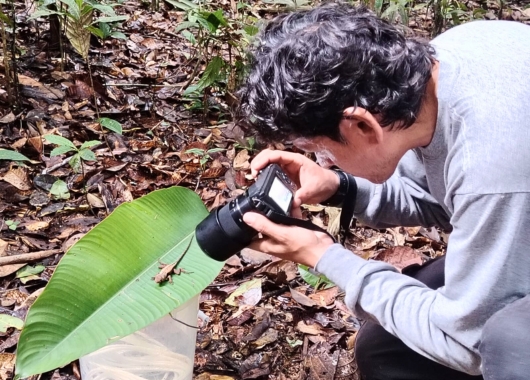 Ein Mann mit Kamera beugt sich über eine Echse auf einem großen Blatt
