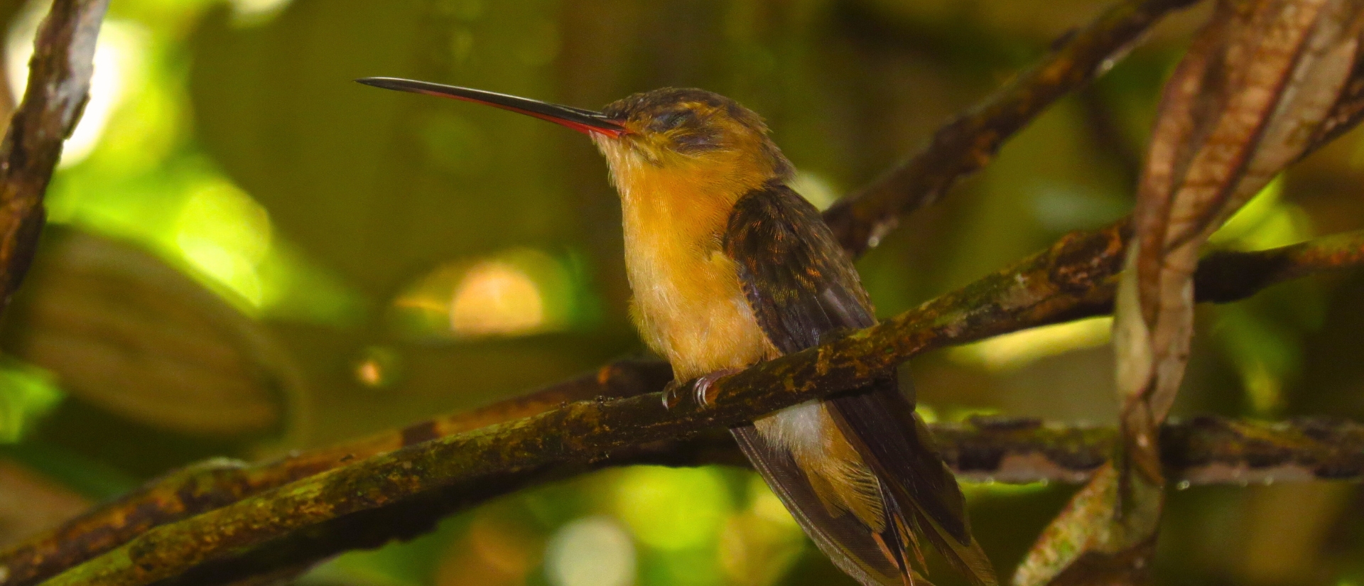Ein gelbfarbener Vogel vor dichtem Blattwerk