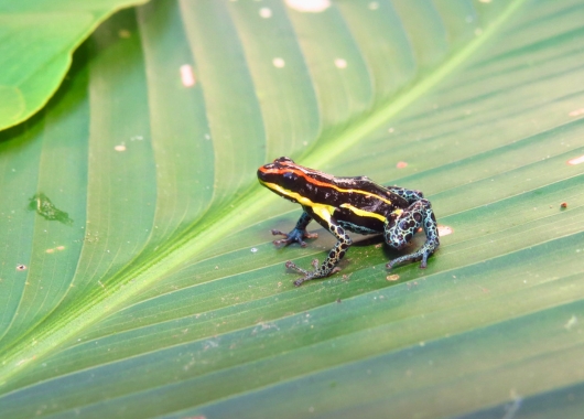 Schwarzer Frosch mit rot-gelben Streifen und gemusterten Schenkeln auf einem Blatt