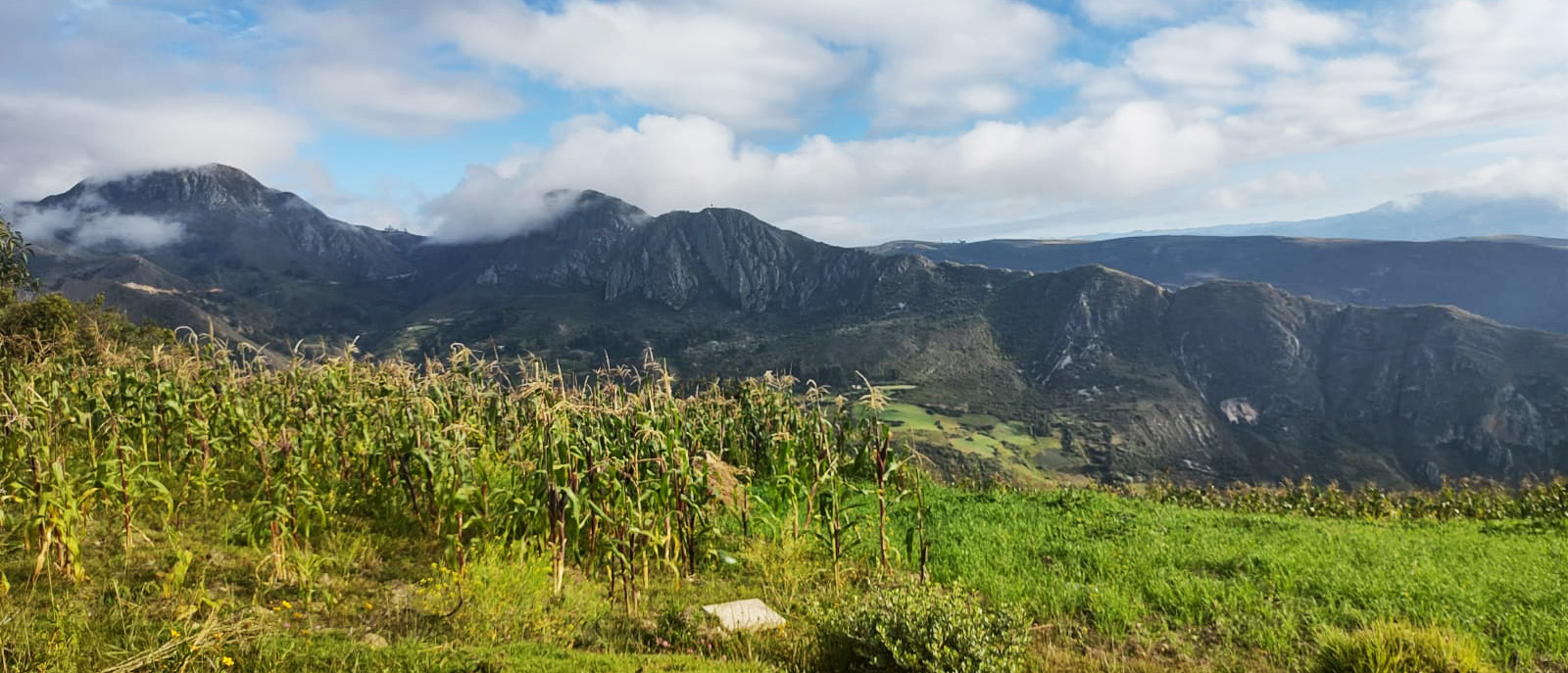Vor blauem, teils wolkigem Himmel zeichnet sich eine Bergkette ab. Im Vordergrund sieht man ein Maisfeld, das sich grün von der grauen Bergkette abhebt.