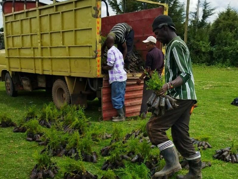 Im Web suchen und Bäume pflanzen