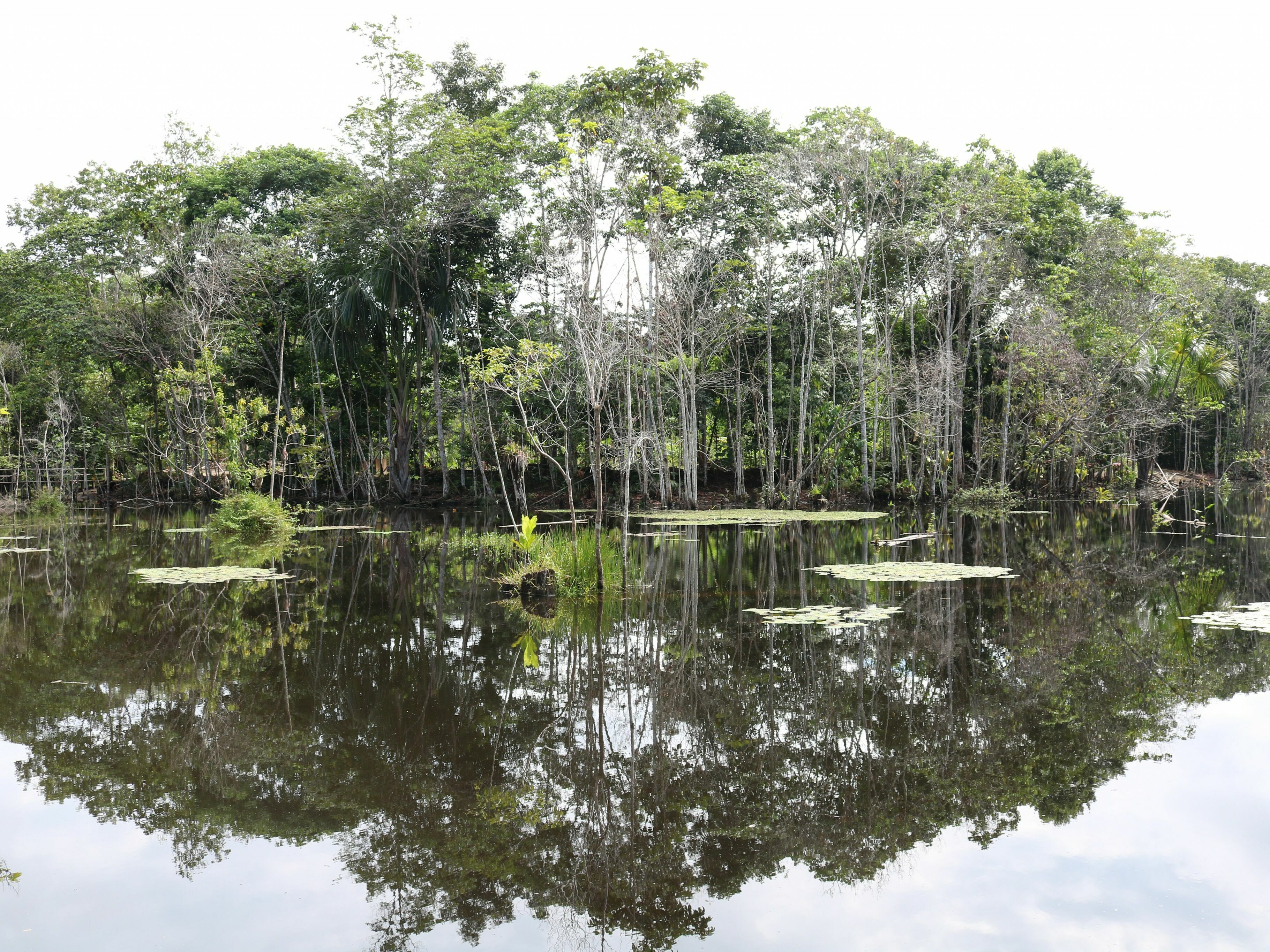 Peru: Sanktionen gegen Kakaofirma