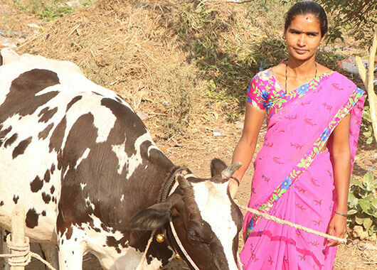 Indien: Die Antwort auf viele Fragen - Kühe und Nachhilfe