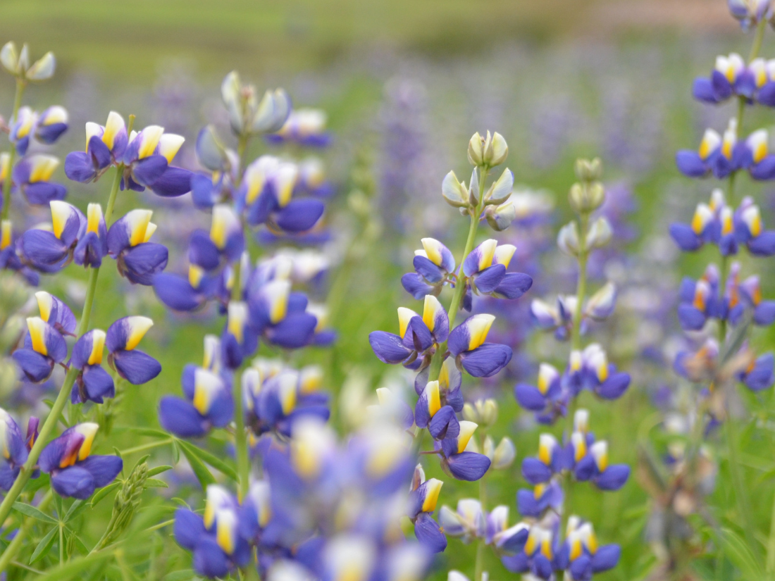 Nachruf auf Dr. Ran Singh Parmar