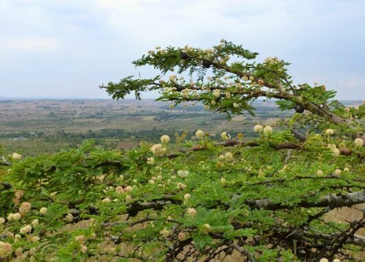Die gute Nachricht: Der Wald von Lusoi ist zurück