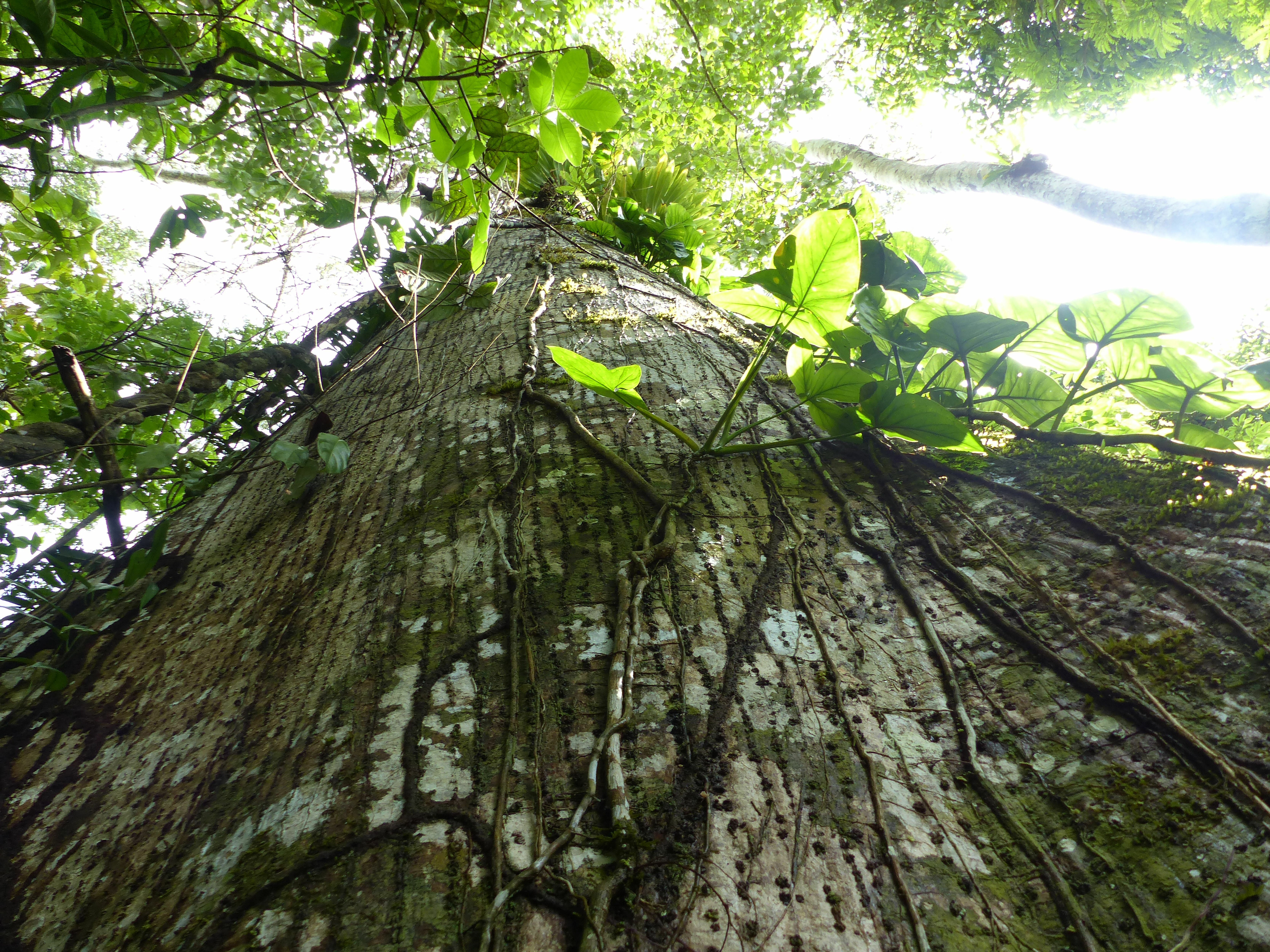 Shrinking Spaces – Umweltschützerin in Peru unter Druck