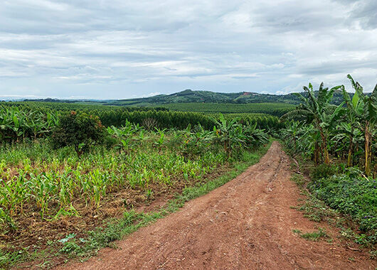 Uganda: Land - der Kampf um die endliche Ressource