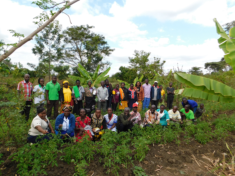 Kenia: Sorge um trockenresistentes Saatgut
