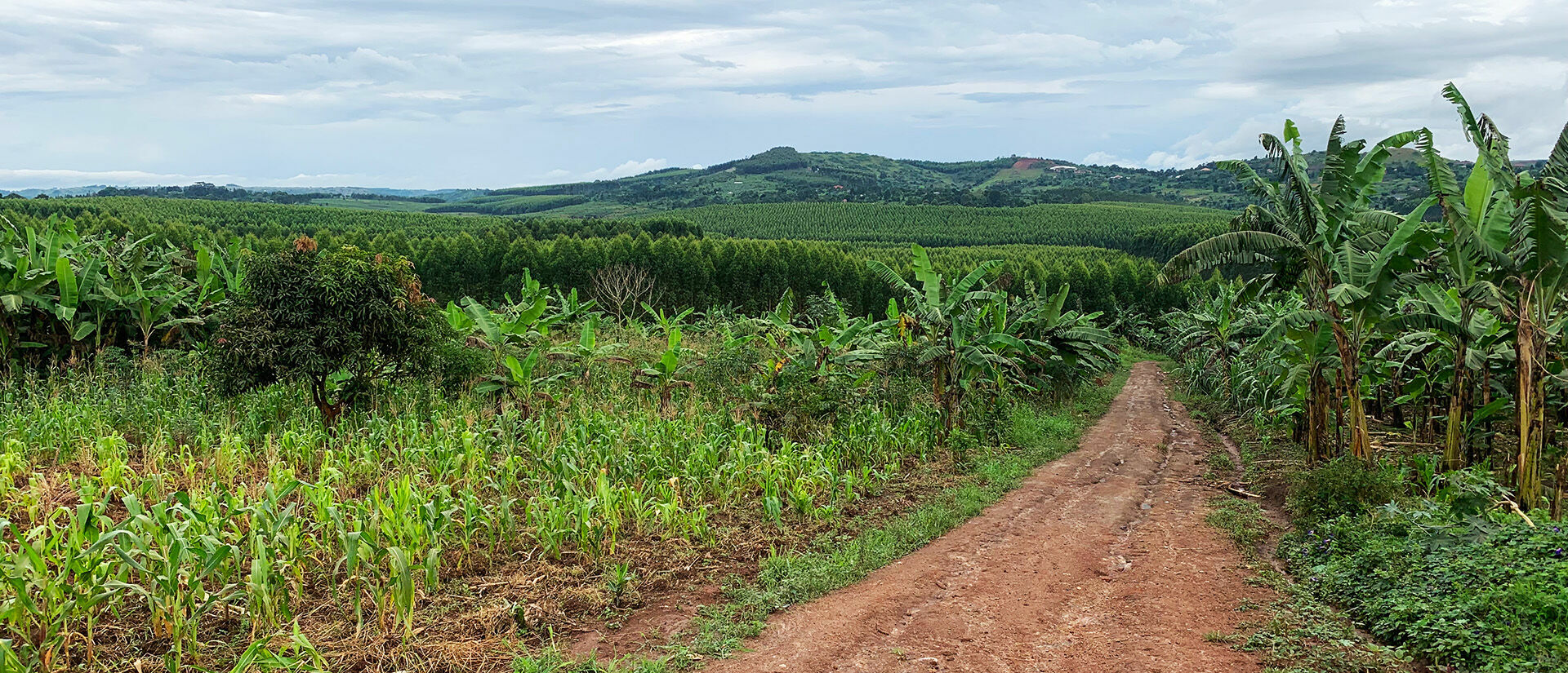 Eine unbefestigte Straße aus rötlicher Erde führt den Blick durch Bananenpflanzungen und verschwindet im Hintergrund ein einem gleichmäßigen Grün aus einheitlichen Eukalyptusbäumen.