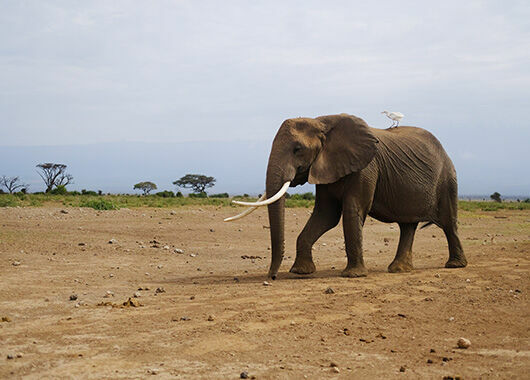 Kenia: Naturräume schützen, Gemeindeland erhalten, Klimawandel begegnen