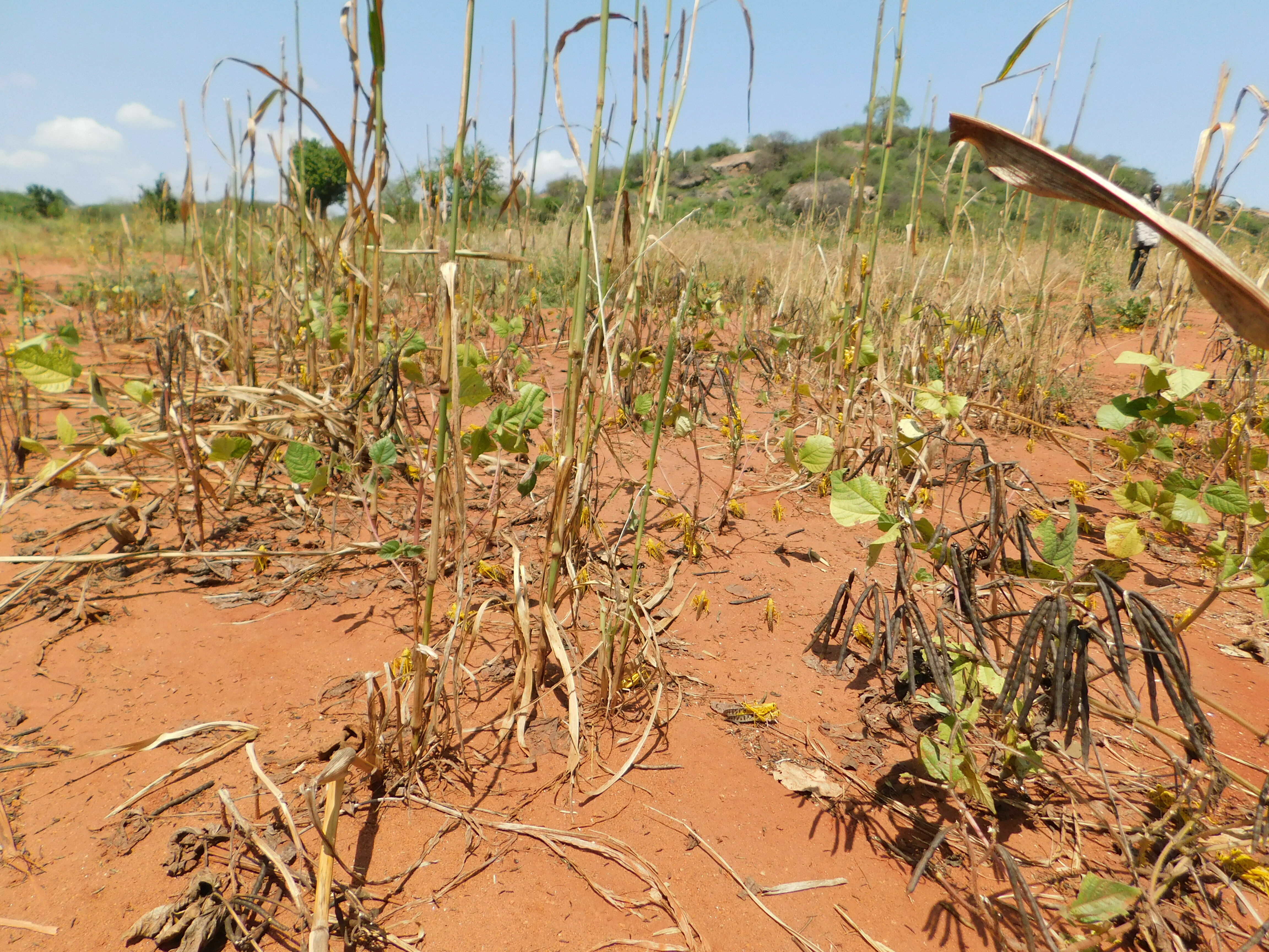 Esst, esst, so dass alle satt werden!