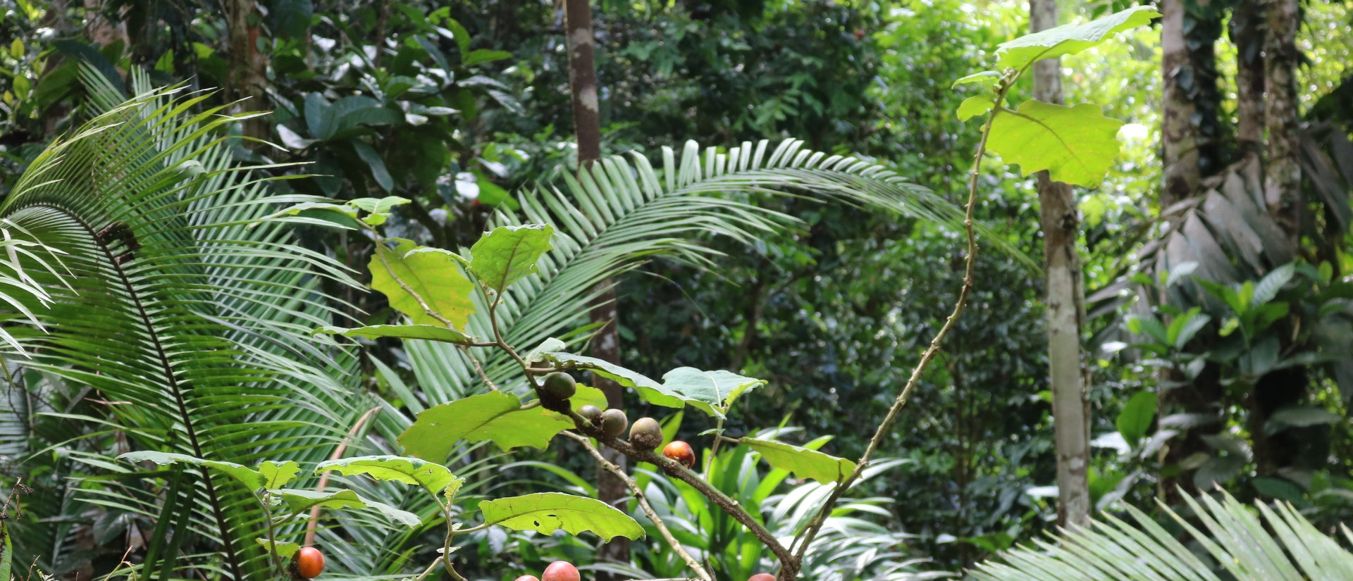 Bildausschnitt aus dem Regenwald. Sattes Grün. Große, grüne Farne, rote Beeren